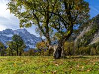 Verzweigter Ahornbaum mit kurzem, durchlöcherten Stamm